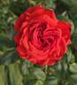 Star 2000 rose photo