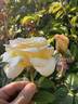 Anastasia® rose photo