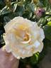 Anastasia® rose photo
