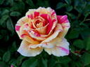 True Delight rose photo