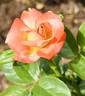 Fra Diavolo rose photo