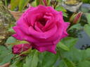 Love Letter rose photo