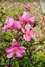 <i>Rosa acicularis</i> var. <i>nipponensis</i> rose photo