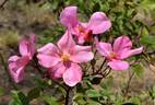 <i>Rosa acicularis</i> var. <i>nipponensis</i> rose photo