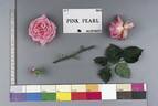 Pink Pearl rose photo