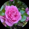 The Burwell Rose rose photo