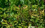 <i>Rosa acicularis</i> var. <i>nipponensis</i> rose photo