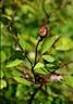 <i>Rosa acicularis</i> var. <i>nipponensis</i> rose photo