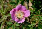 <i>Rosa spithamea</i> S.Watson rose photo