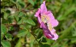<i>Rosa spithamea</i> S.Watson rose photo