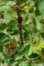 <i>Rosa spithamea</i> S.Watson rose photo