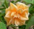 Lady Plymouth rose photo