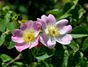 <i>Rosa pulverulenta</i> M. Bieb. rose photo