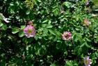 <i>Rosa pulverulenta</i> M. Bieb. rose photo