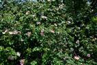 <i>Rosa pulverulenta</i> M. Bieb. rose photo