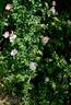 <i>Rosa pulverulenta</i> M. Bieb. rose photo