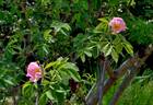 <i>Rosa caesia</i> Sm. rose photo