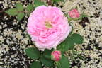 14-23-01 rose photo