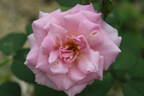 85-23-01 rose photo