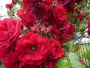 Amadeus ™ rose photo