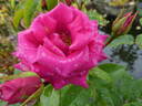 Love Letter rose photo