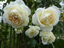 Mon Jardin et Ma Maison rose photo