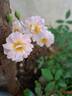 Pink Ghislaine de Féligonde ® rose photo