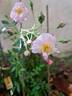 Pink Ghislaine de Féligonde ® rose photo