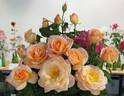 Apricot Nectar rose photo