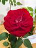 Guy Laroche rose photo