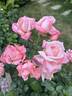 New Zealand rose photo
