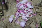 02-22-02 rose photo