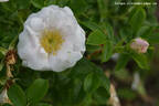 Drifa rose photo