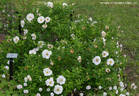 Drifa rose photo