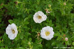 Drifa rose photo