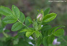 Fönn rose photo