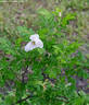 Fönn rose photo
