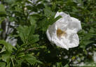 Fönn rose photo