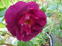 Ile de Fleurs ® rose photo