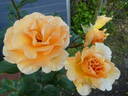 Garden Glory rose photo