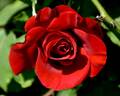Prince Caspian rose photo