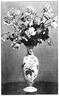 Madame Emilie Charrin rose photo