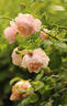 Peter-Paul Rubens® rose photo