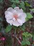 Jacqueline du Pré rose photo