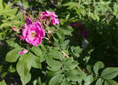 Hilda rose photo