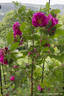 Hilda rose photo