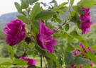 Hilda rose photo