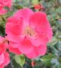 Coral Freedom rose photo