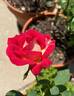 Rosie O'Donnell rose photo