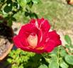 Rosie O'Donnell rose photo